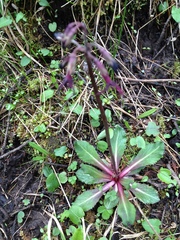 Primula tangutica, photograph Chris Wyse, CC0, iNaturalist via GBIF