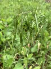Bromus kalmii