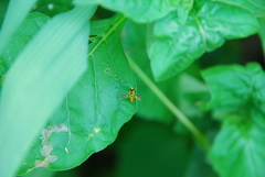 Sphaerophoria menthastri