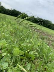 Bromus kalmii