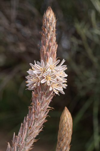 Trachyandra falcata
