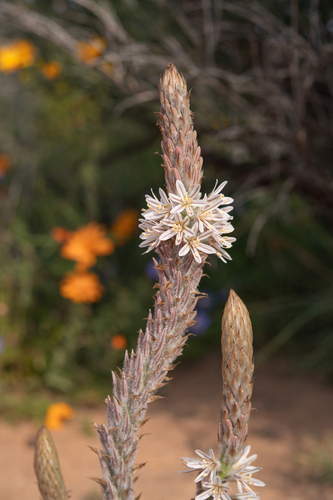 Trachyandra falcata