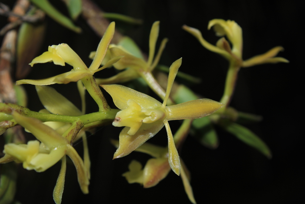 Epidendrum cleefii Hágsater & E.Santiago