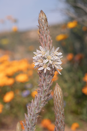 Trachyandra falcata