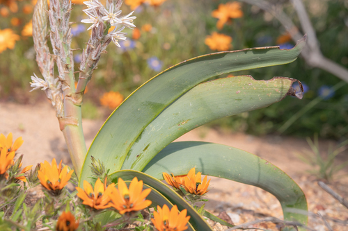 Trachyandra falcata