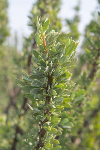 Othonna cerarioides