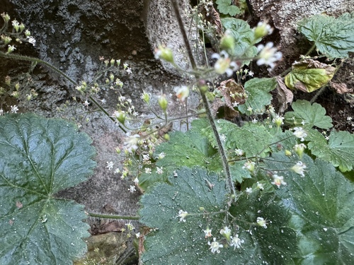 Image of Missouri Alumroot (Heuchera missouriensis) by (c) Elizabeth Axley, some rights reserved (CC BY)