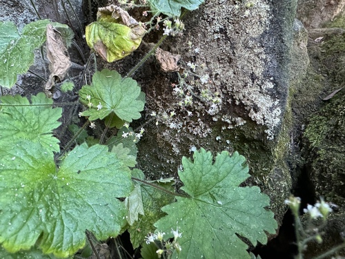 Image of Heuchera missouriensis by (c) Elizabeth Axley, some rights reserved (CC BY)