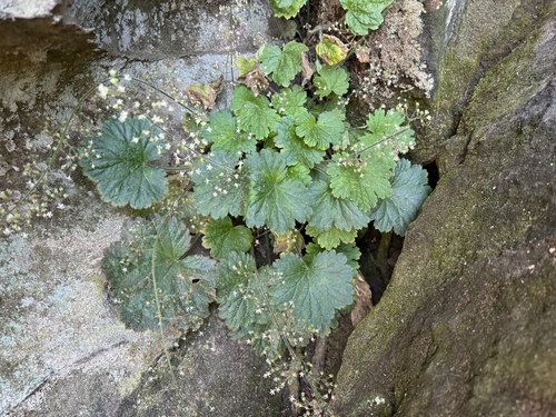 Image of Missouri Alumroot (Heuchera missouriensis) by (c) Elizabeth Axley, some rights reserved (CC BY)
