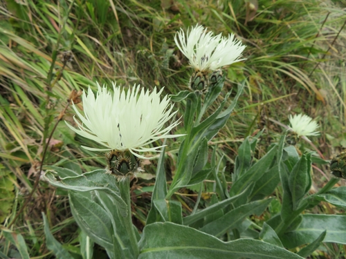 Image of Centaurea cheiranthifolia by (c) Марина, some rights reserved (CC BY)