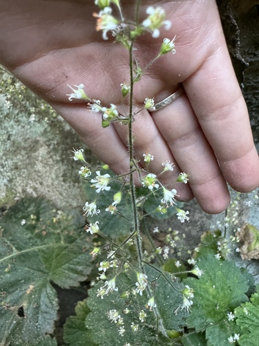 Image of Heuchera missouriensis by (c) Elizabeth Axley, some rights reserved (CC BY)
