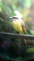 Myiodynastes hemichrysus