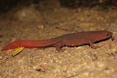 Paramesotriton hongkongensis