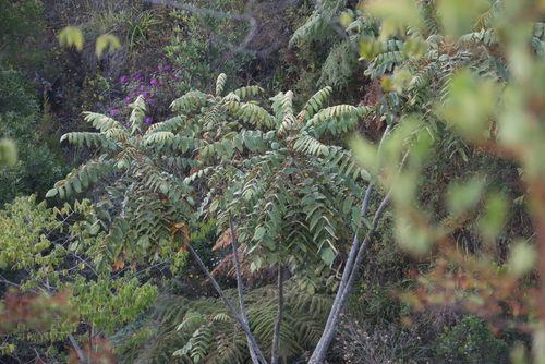 Image of Polyscias fulva by (c) Tony Rebelo, some rights reserved (CC BY-SA)