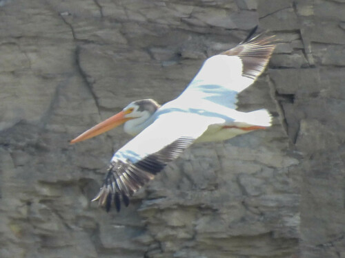 American White Pelican photographed in Montana