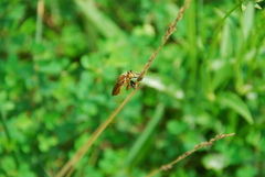 Cophinopoda