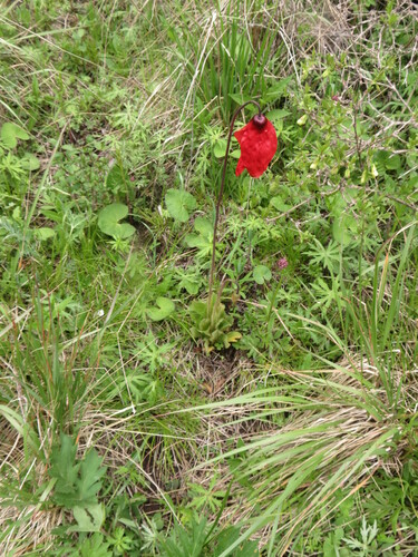 Image of Meconopsis punicea by no rights reserved