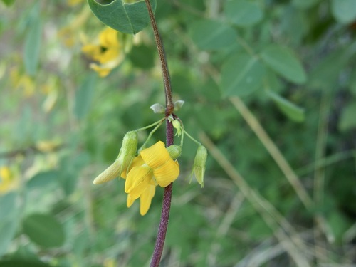 Image of Nissolia schottii by (c) Sue Carnahan, some rights reserved (CC BY)
