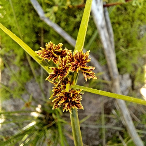 Image of Matting Sedge by (c) kevin koen, some rights reserved (CC BY-SA)