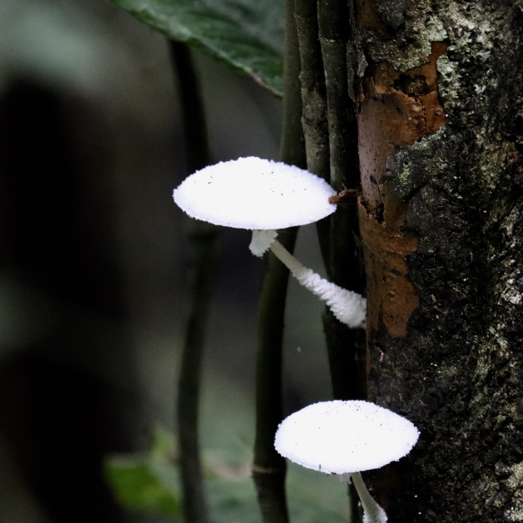 Leucocoprinus cretaceus · June 2019 · photo: © agonzalo (iNaturalist, cc-by)