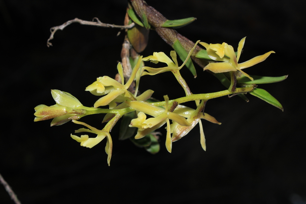 Epidendrum cleefii Hágsater & E.Santiago 2