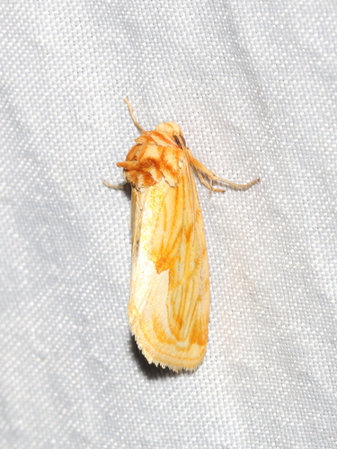 Cirrhophanus dyari photo 2