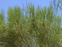 Parkinsonia florida