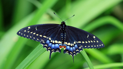 Papilio polyxenes