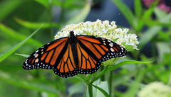Danaus plexippus