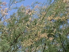 Tamarix ramosissima