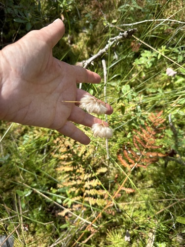 slender cottongrass (Eriophorum gracile)