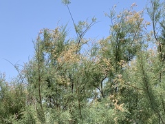 Tamarix ramosissima