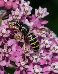 Dolichovespula norvegicoides