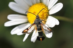 Pyropteron chrysidiforme