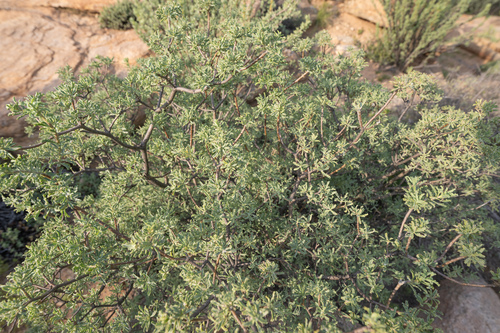 Othonna divaricata