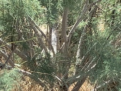Tamarix ramosissima