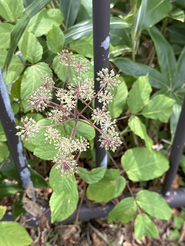 Image of Aralia cordata by (c) Rosario, some rights reserved (CC BY)