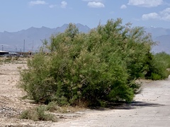 Tamarix ramosissima