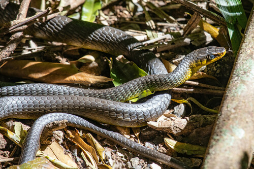 Common Tree Snake sighting