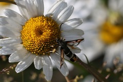 Pyropteron chrysidiforme