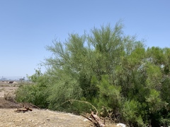 Parkinsonia florida