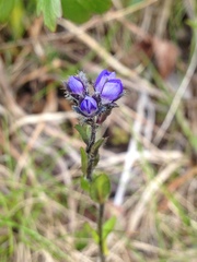 Veronica alpina