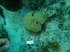 Pseudodiploria strigosa