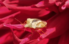 Euschistus servus euschistoides