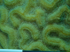 Pseudodiploria strigosa