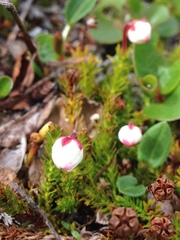 Harrimanella hypnoides