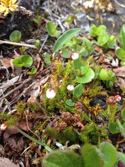 Harrimanella hypnoides