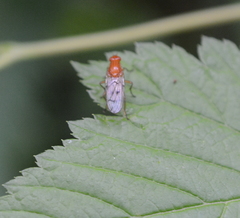 Dryomyzidae