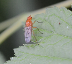 Dryomyzidae