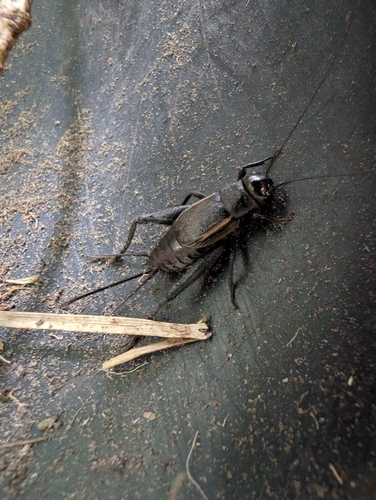 Fall Field Cricket photo 5